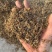 垂盆草干货垂盆草锤草干净发货如图实拍现货