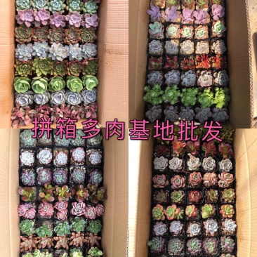 山东济南特色多肉植物，新鲜直供，品质保证