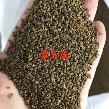 紫云英种子，红花草种子绿肥牧草种子批发，蜂蜜蜜源草籽。