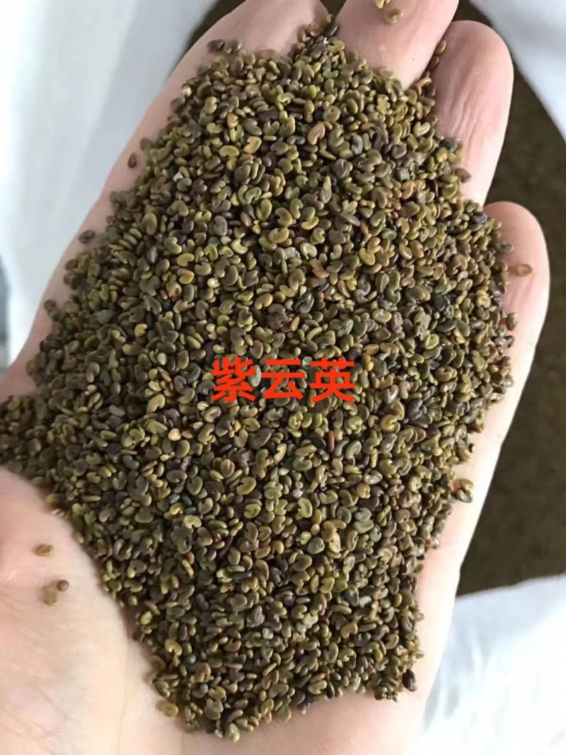 紫云英种子，红花草种子绿肥牧草种子批发，蜂蜜蜜源草籽。