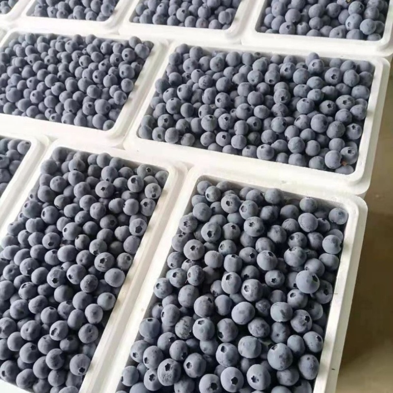 顺丰空运蓝莓水果现货新鲜采摘孕妇水果宝宝辅食批发一件代发