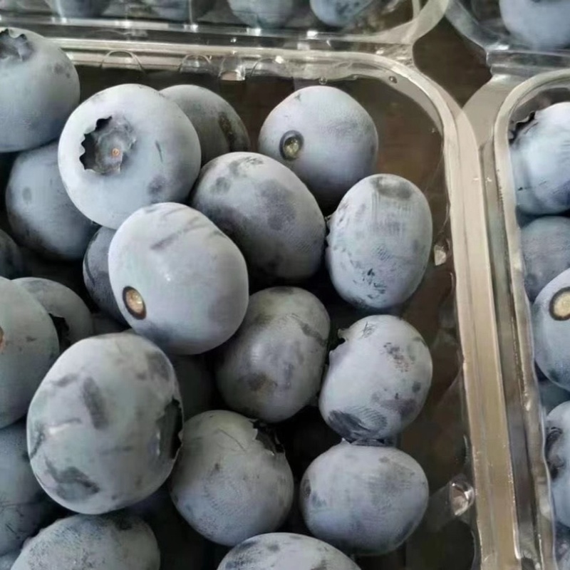 顺丰空运蓝莓水果现货新鲜采摘孕妇水果宝宝辅食批发一件代发