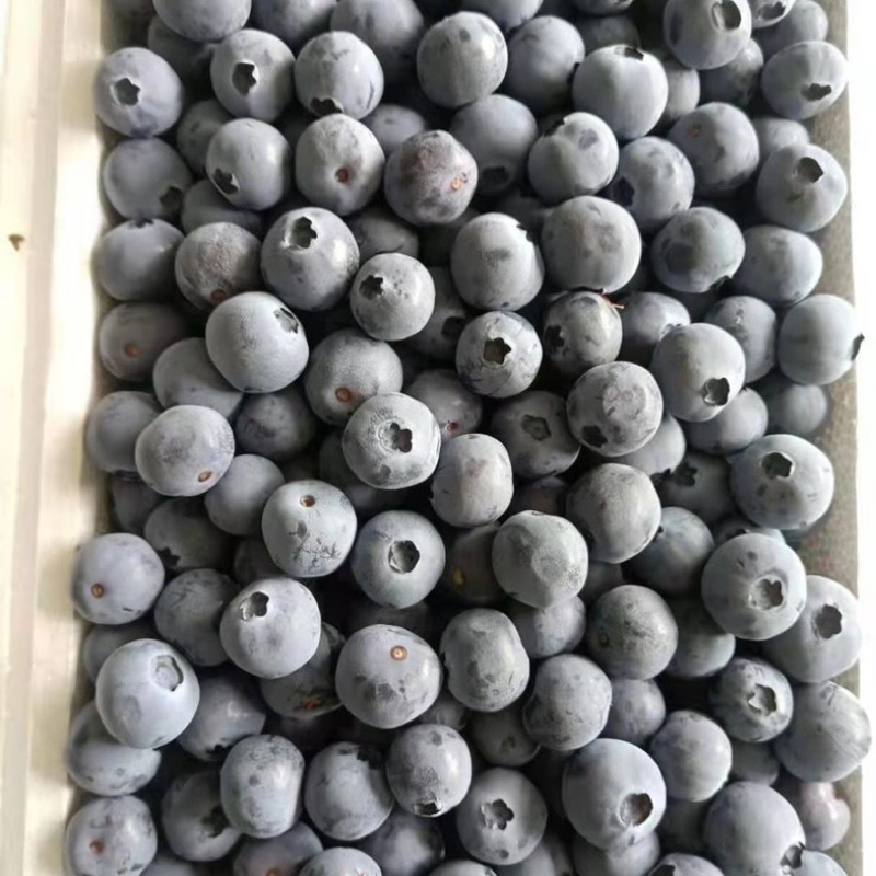 顺丰空运蓝莓水果现货新鲜采摘孕妇水果宝宝辅食批发一件代发
