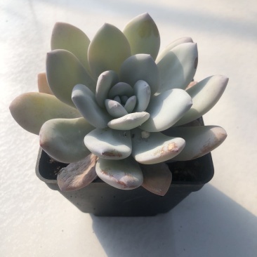 雪莲多肉植物尺寸12厘米左右状态如图所示
