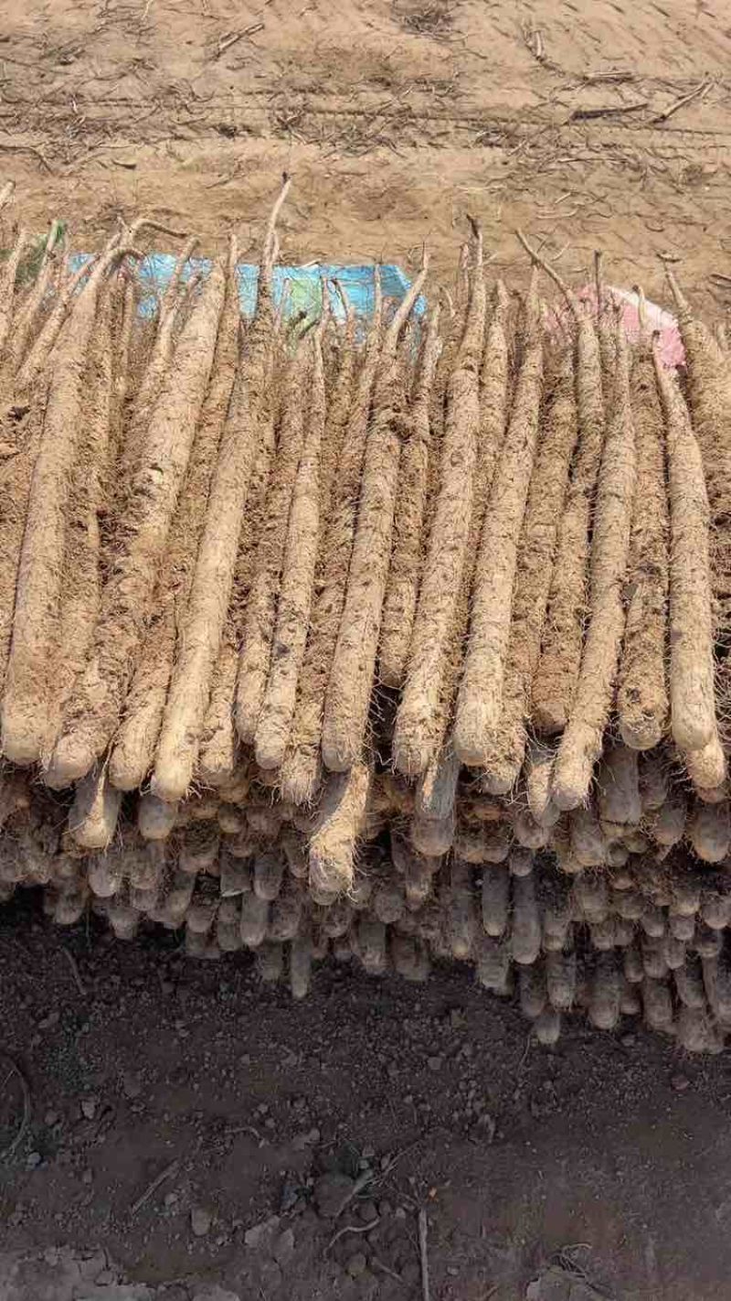 双棒山药各种规格电商专用超市精品可以加工诚信经营