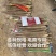 双棒山药各种规格电商专用超市精品可以加工诚信经营