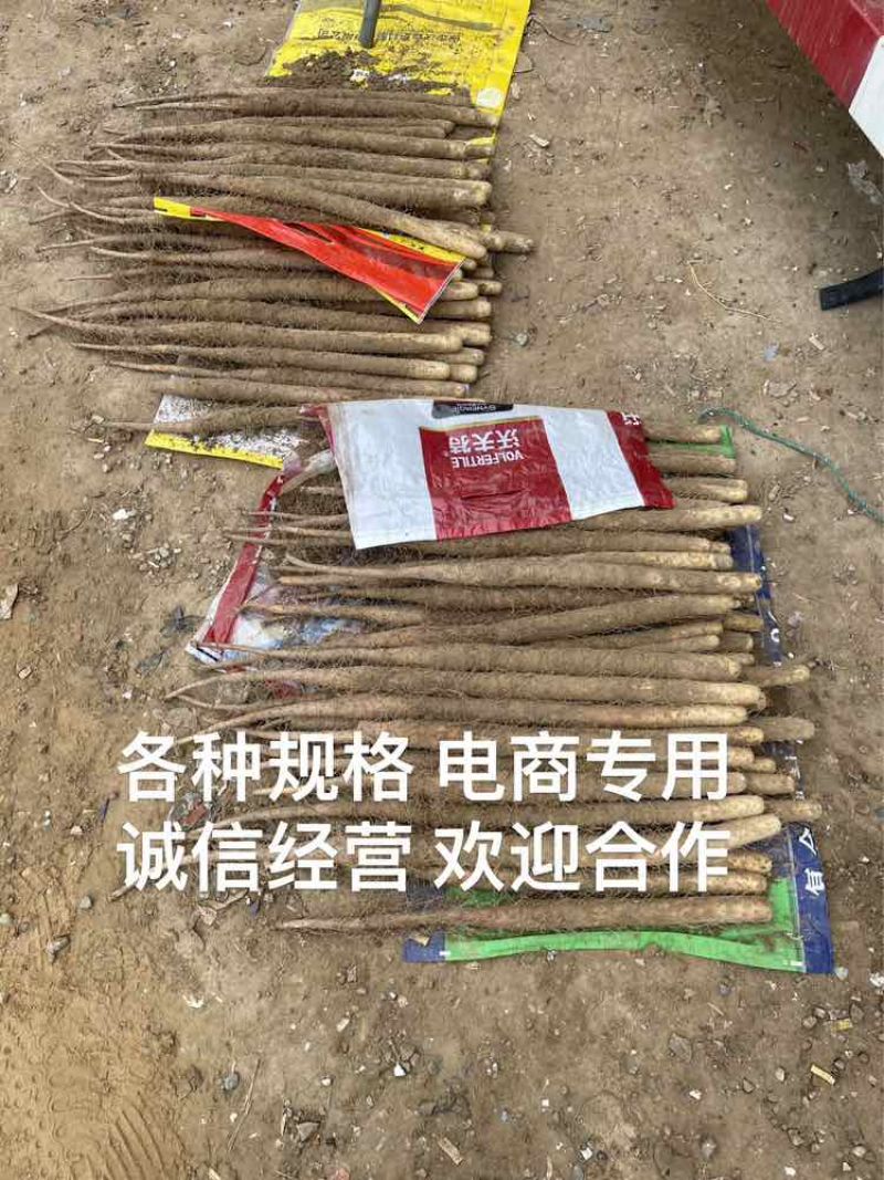 双棒山药各种规格电商专用超市精品可以加工诚信经营