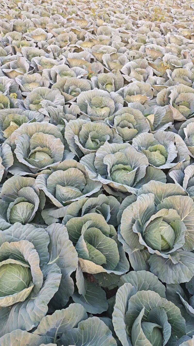 扁包菜，大量上市优质一手货源，可视频看货量大从优