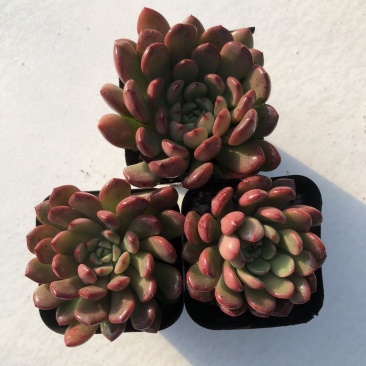 山东济南精品多肉植物，红宝石状态如图所示精品多肉