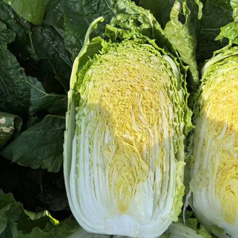 大白菜优质白菜，量大从优，产地直销，全国发货