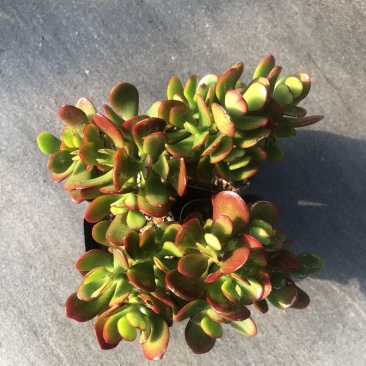 济南特色多肉植物，姬红花月新鲜直供，品质保证