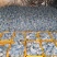 甘肃庆阳晚熟黄金瑞雪苹果
