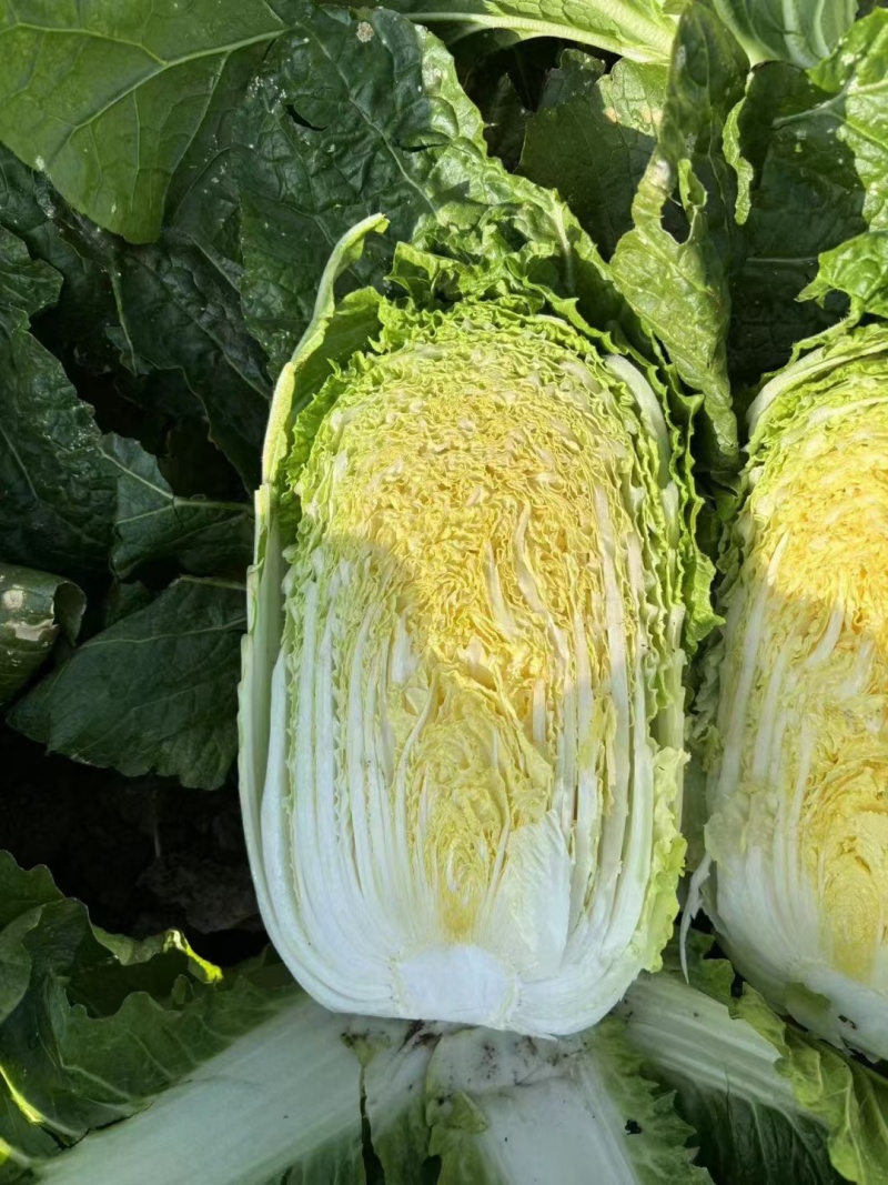 大白菜优质白菜，量大从优，产地直销，全国发货