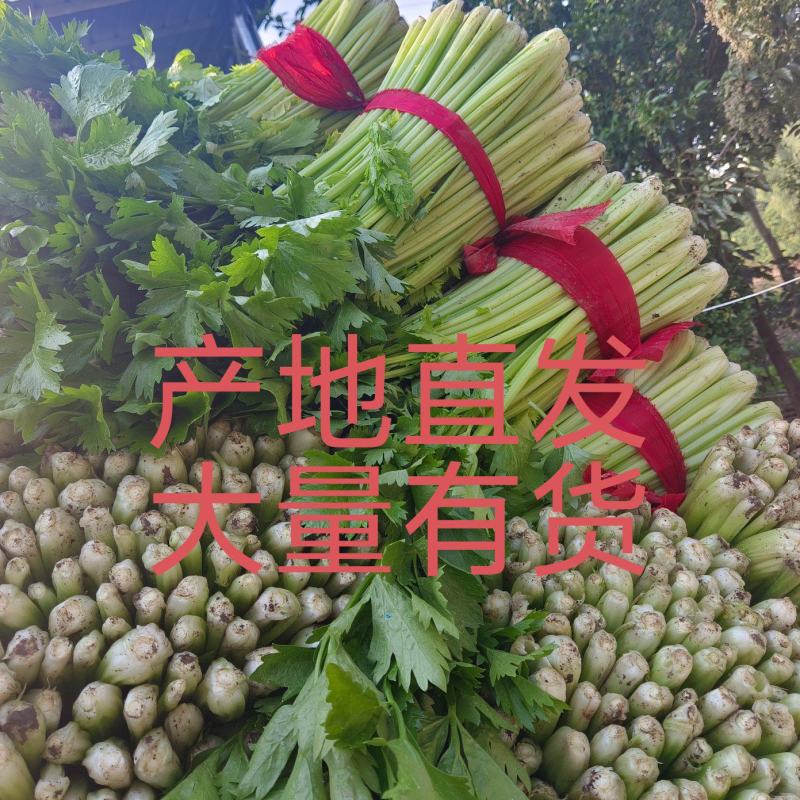徐州万亩精品西芹细颗，水洗西芹，地头发货全国质量保证