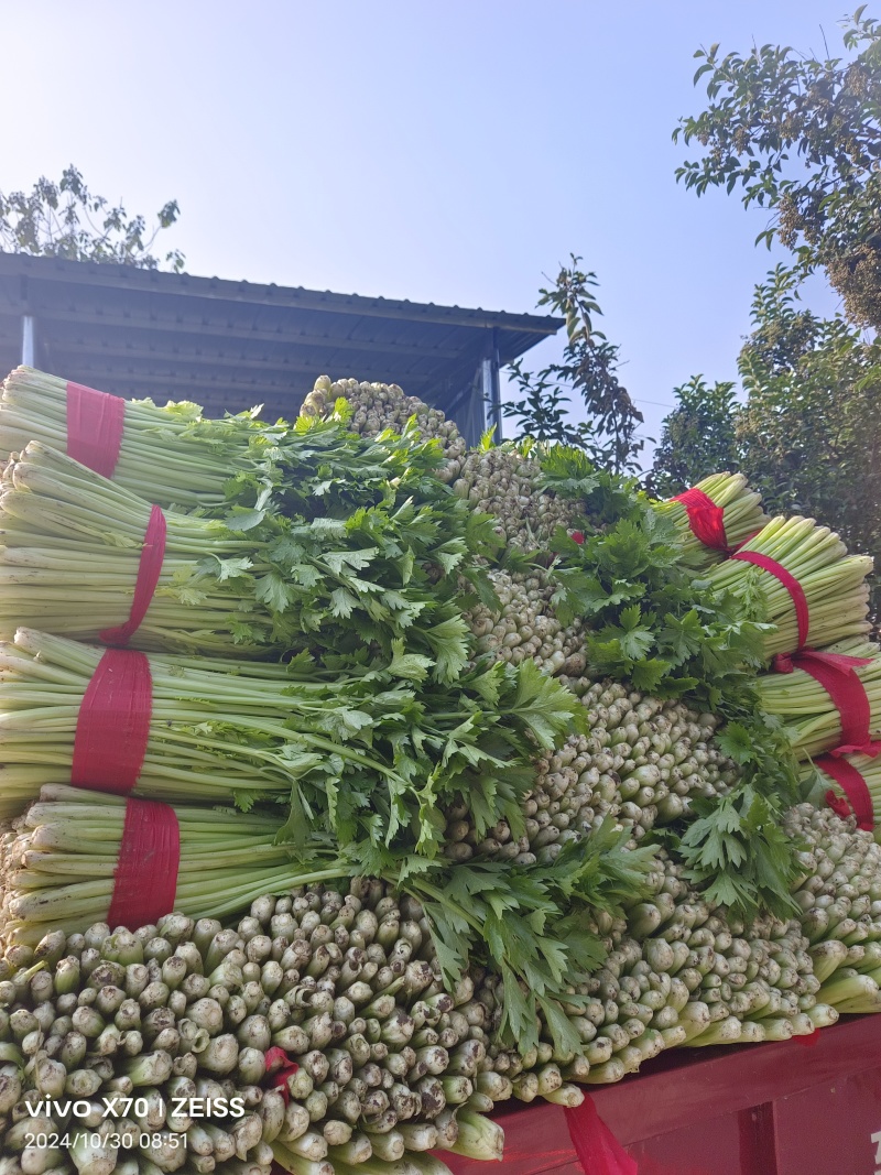 徐州万亩精品西芹细颗，水洗西芹，地头发货全国质量保证