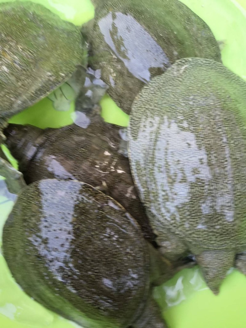 水产甲鱼苗适合鱼塘水池高密度养殖，营养丰富价值收入好。