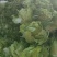 儿菜，砀山本地一手货源，货源充足，欢迎联糸！
