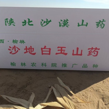 榆林沙地白玉山药，短粗（345带6）