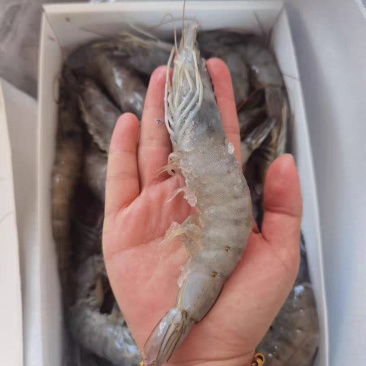 大虾南美大虾3040/4050/5060库存充足