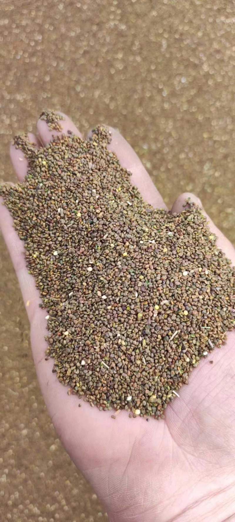 沙打旺种子多年生牧草四季绿肥防沙固土护坡耐寒耐旱