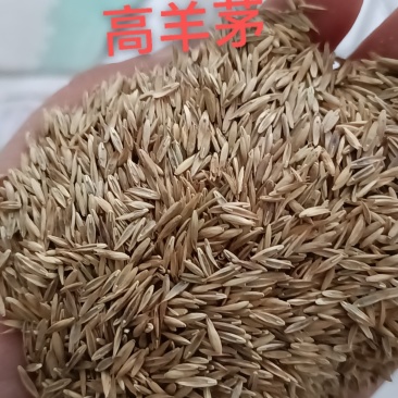 高羊茅种子，高羊毛羊茅草籽冷季型多年生草坪籽高羊草坪种子