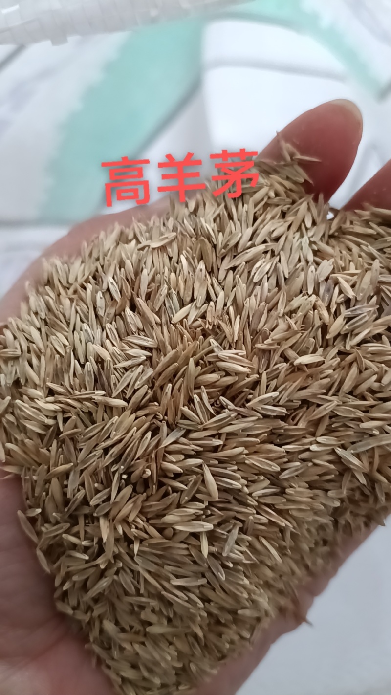 高羊茅种子，高羊毛羊茅草籽冷季型多年生草坪籽高羊草坪种子