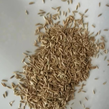 早熟禾草坪草籽，四季常青庭院绿化地毯草种子草皮籽草坪种子