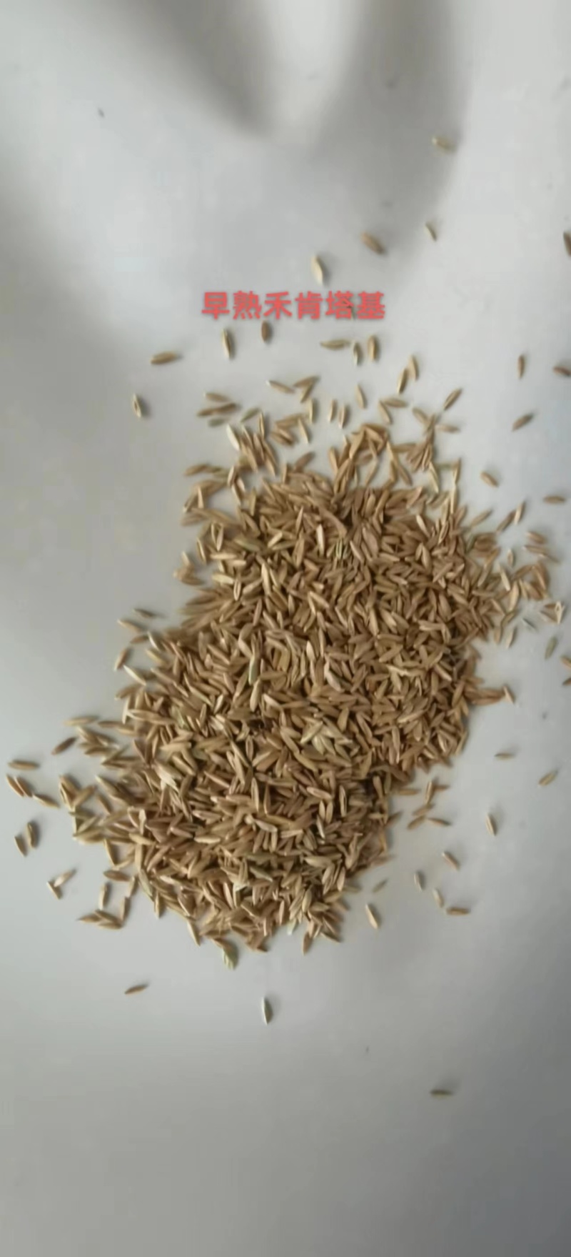 早熟禾草坪草籽，四季常青庭院绿化地毯草种子草皮籽草坪种子