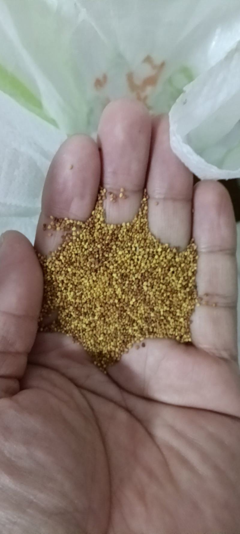 白三叶草坪草籽，四季常青庭院绿化地毯草种子草皮籽草坪种子