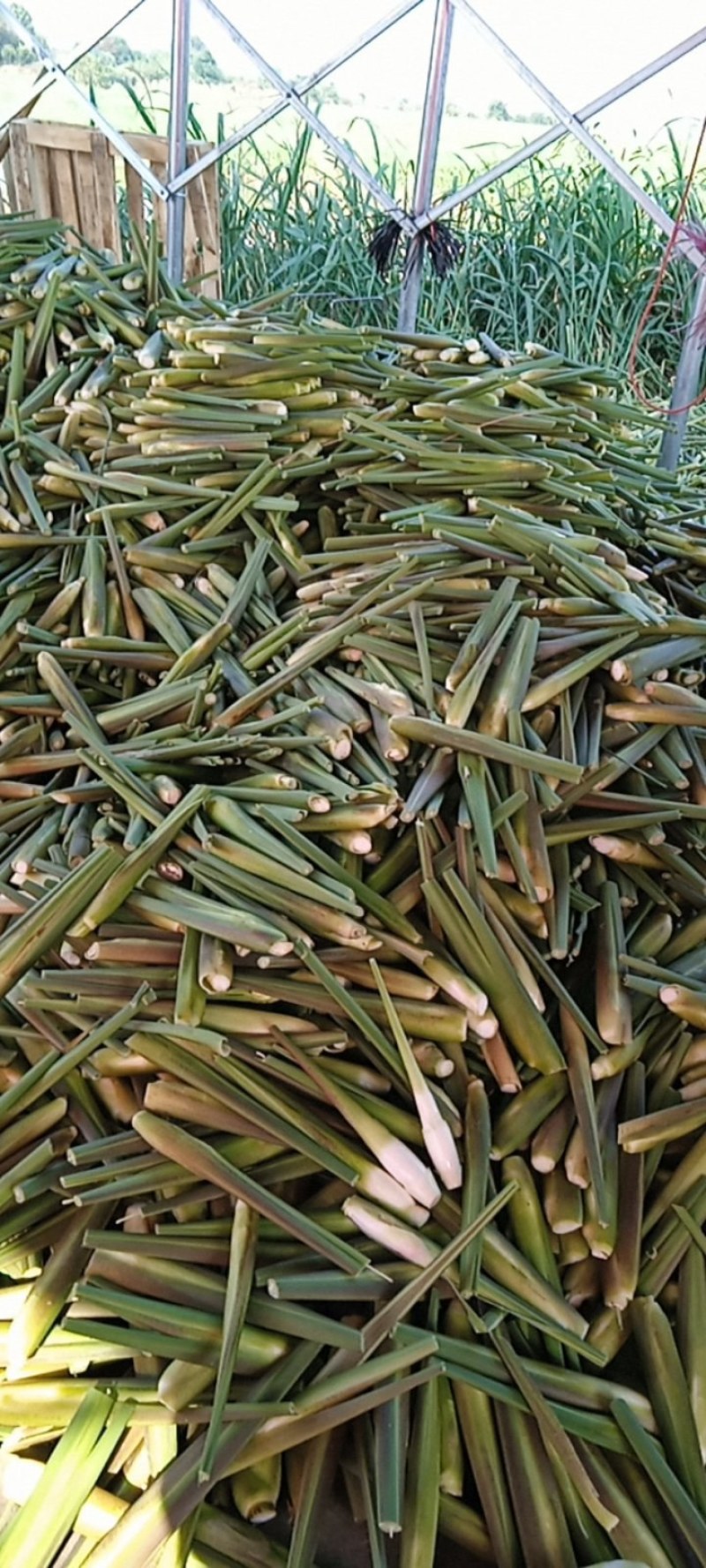 茭白