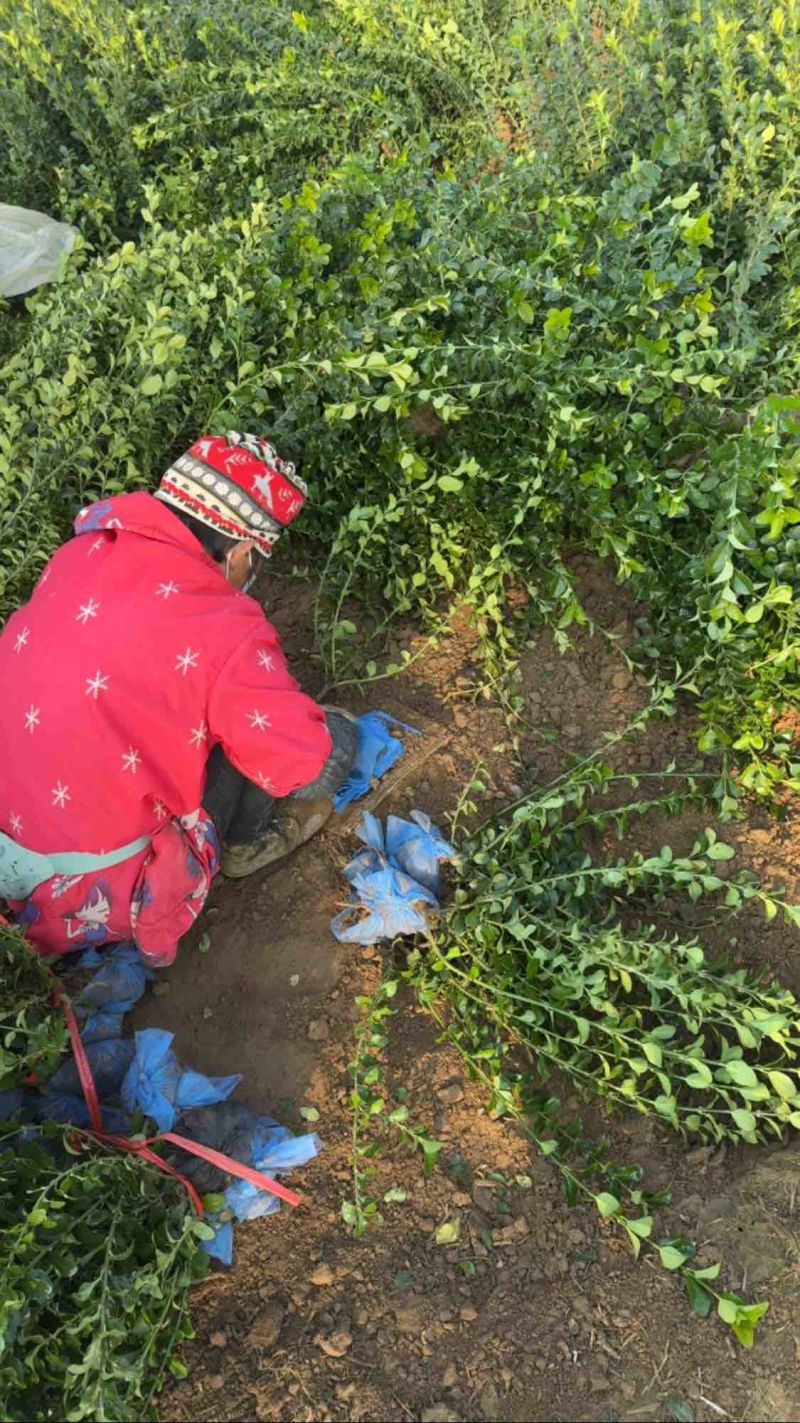 胶东卫矛河北卫矛基地河北卫矛价格保定卫矛批发