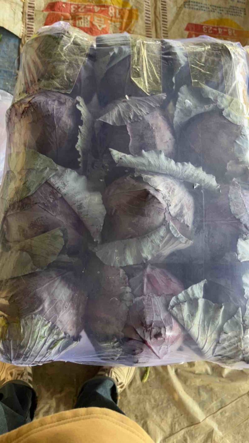陕西紫甘蓝，甘蓝大量有货