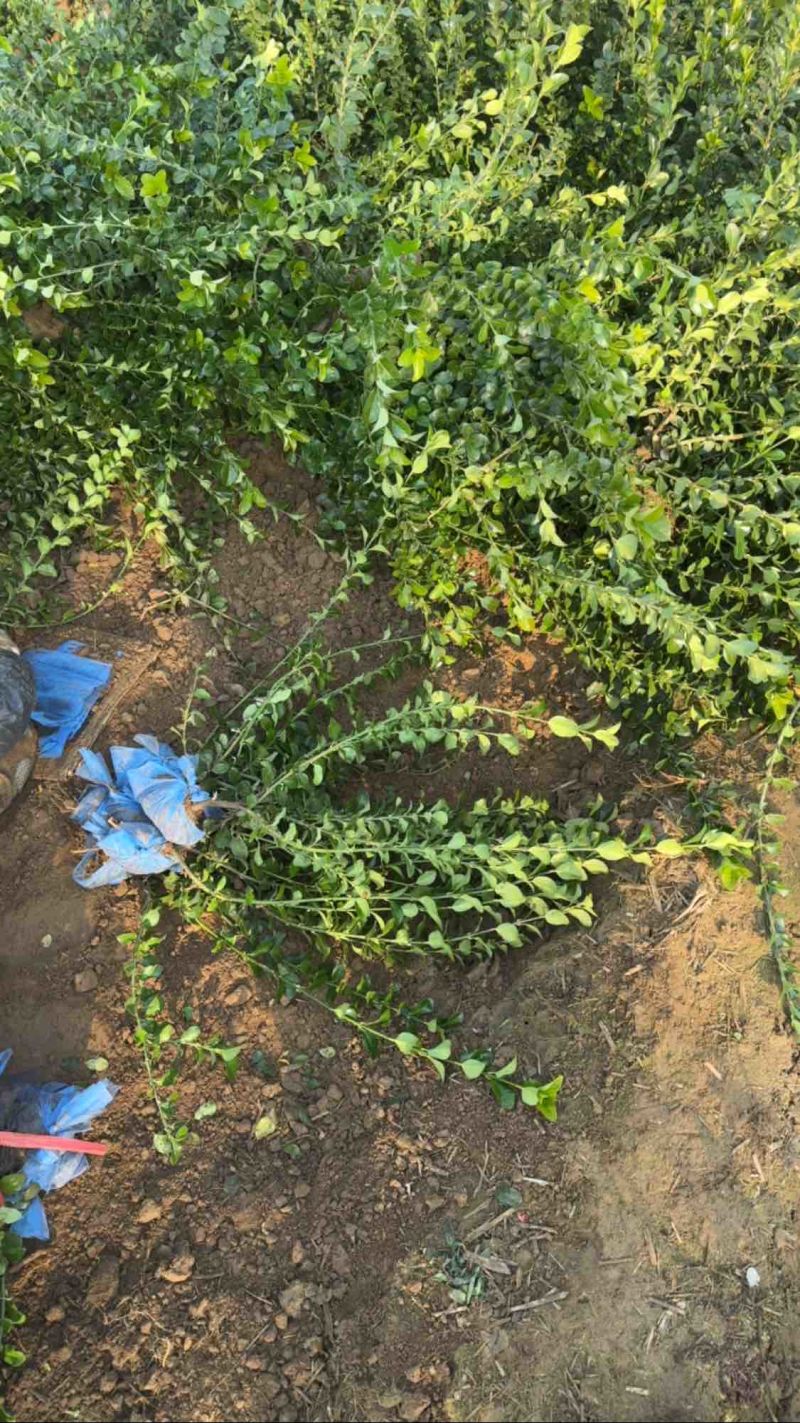胶东卫矛河北卫矛基地河北卫矛价格保定卫矛批发