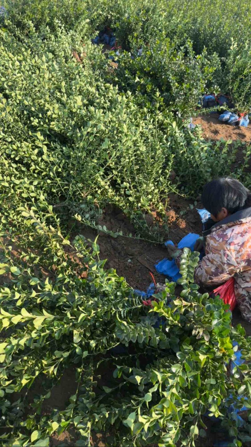胶东卫矛河北卫矛基地河北卫矛价格保定卫矛批发