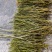 夹江石棉叠鞘石斛榨汁煲汤泡茶均可！***********