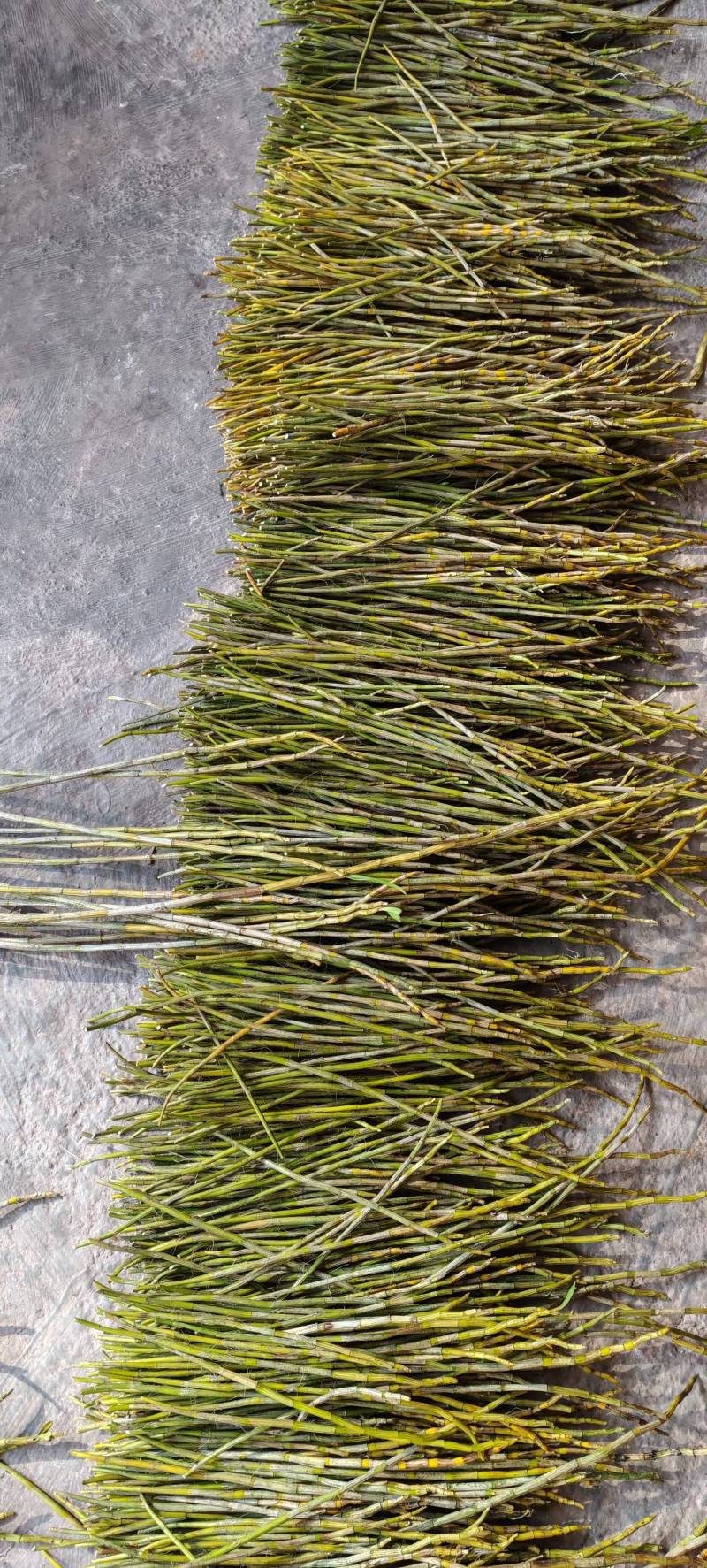 夹江石棉叠鞘石斛榨汁煲汤泡茶均可！***********