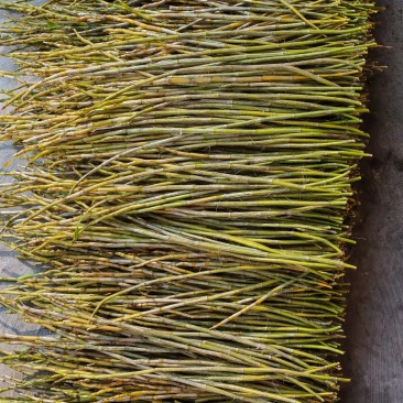 夹江石棉叠鞘石斛榨汁煲汤泡茶均可！***********