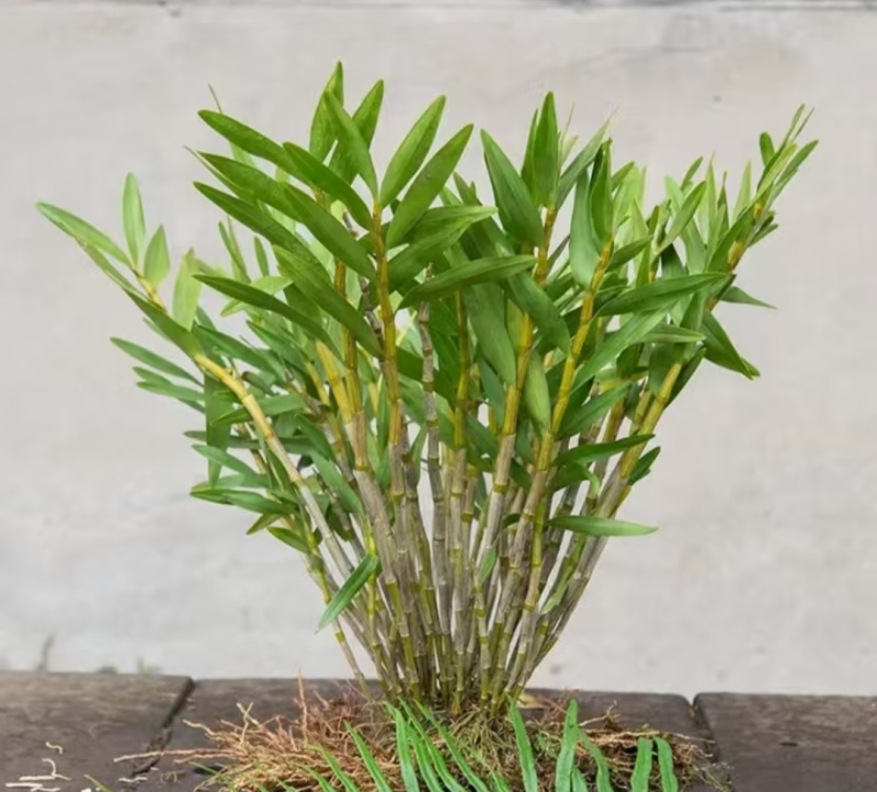 夹江石棉叠鞘石斛榨汁煲汤泡茶均可！***********