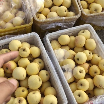 大量批发维纳斯苹果