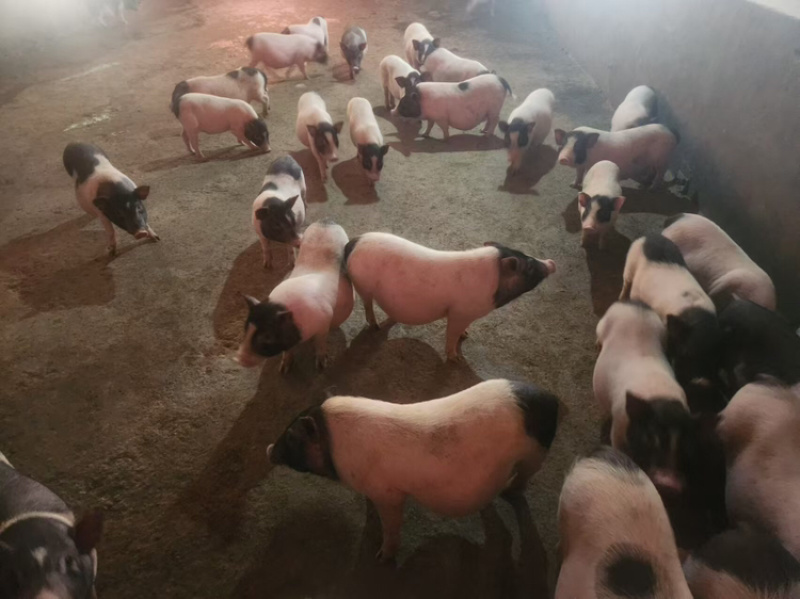 【牛商推荐】精品巴马香猪养殖场精心饲养健康品质