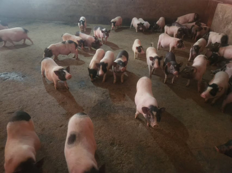 【牛商推荐】精品巴马香猪养殖场精心饲养健康品质