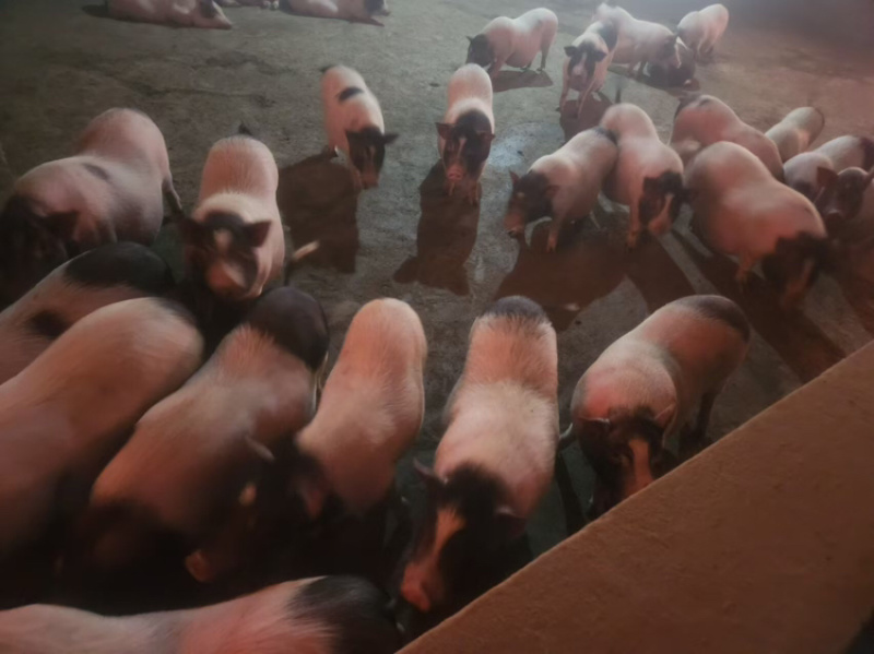 【牛商推荐】精品巴马香猪养殖场精心饲养健康品质
