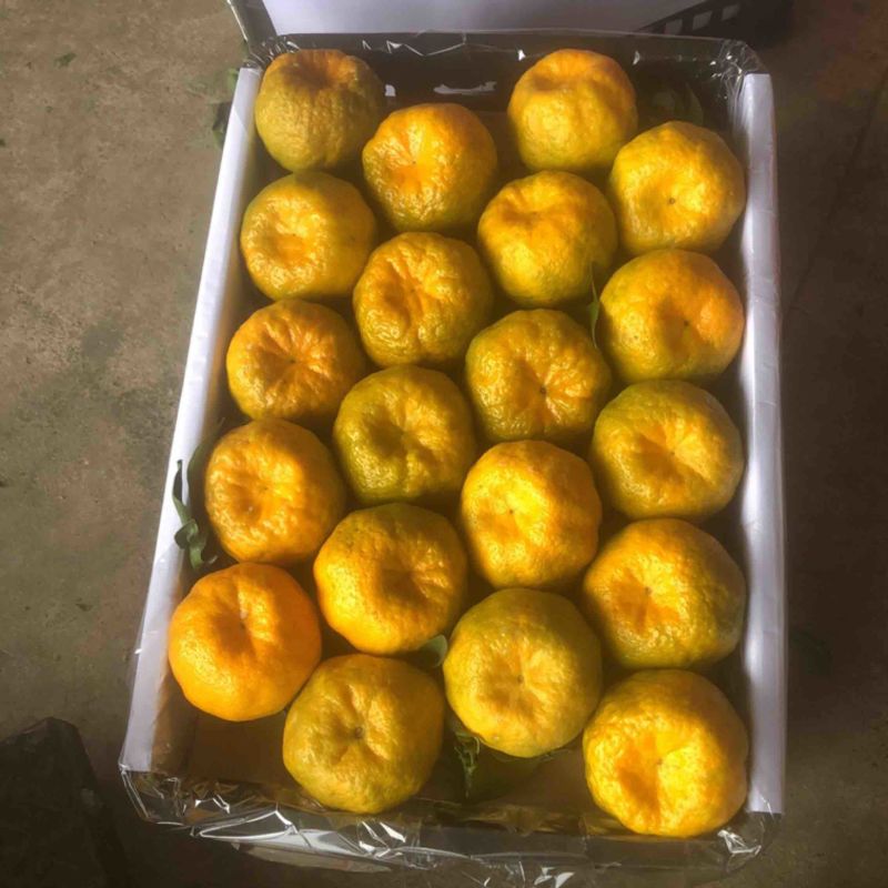 云南碰柑大量上市，电商货市场货欢迎对接