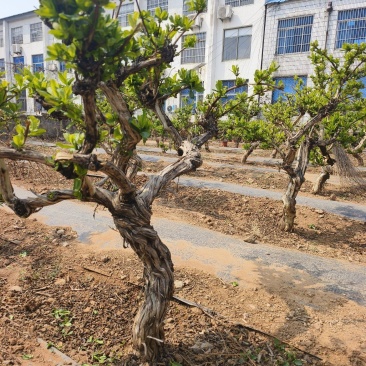 金银花老桩树苗基地直发大货批发盆栽景观