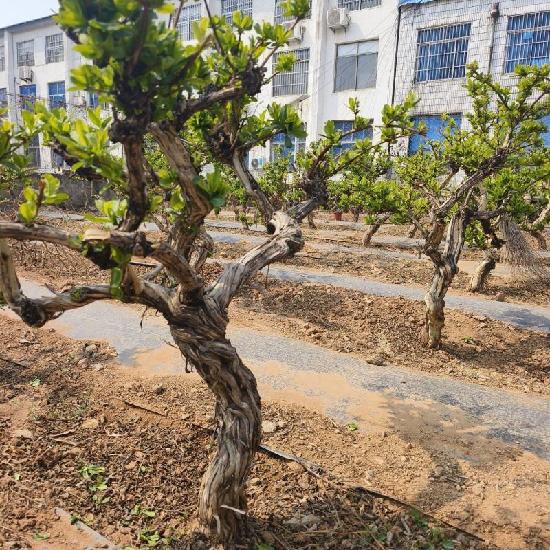 金银花老桩树苗基地直发大货批发盆栽景观