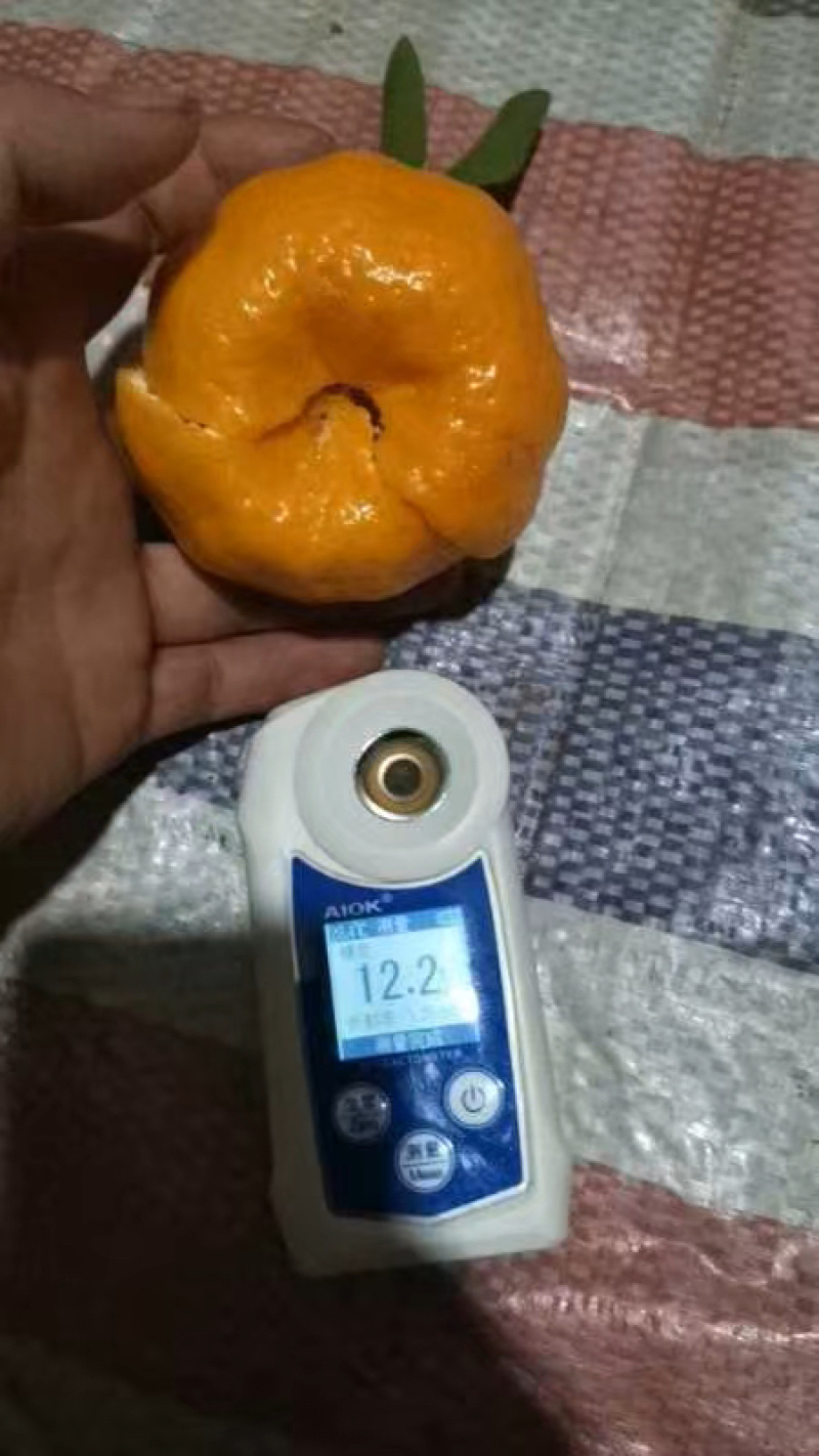 云南碰柑大量上市，电商货市场货欢迎对接