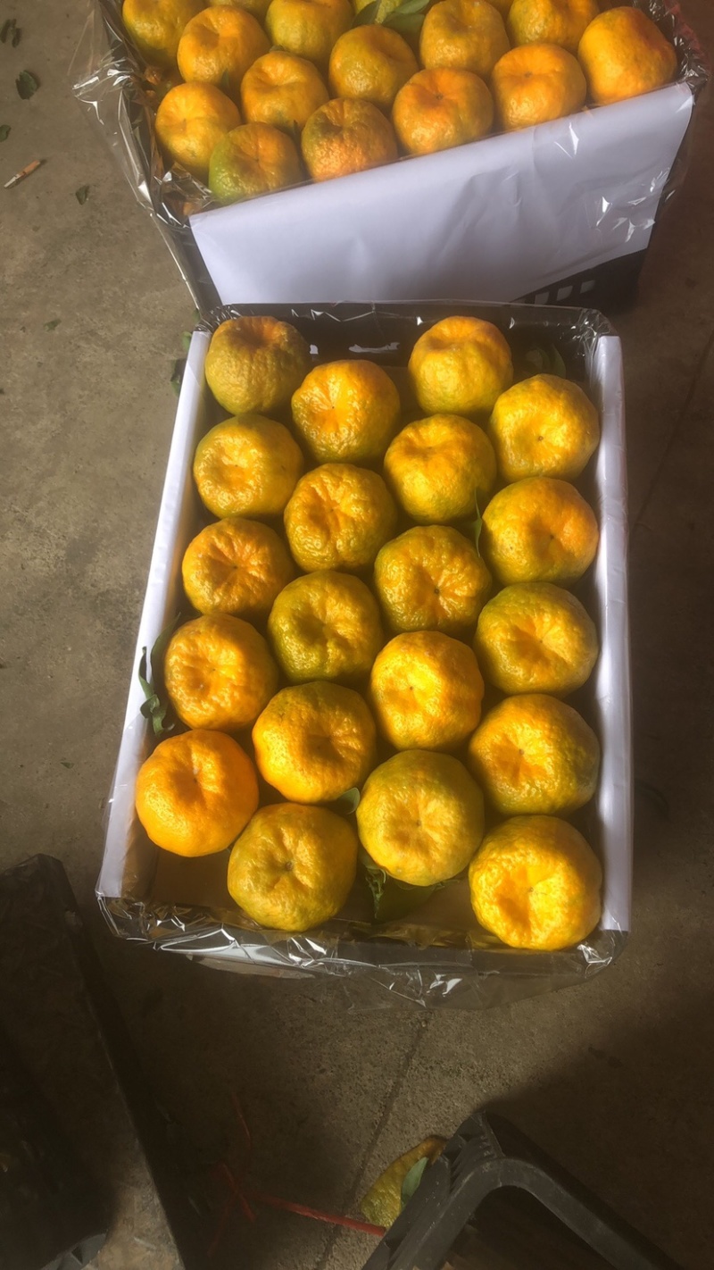 云南碰柑大量上市，电商货市场货欢迎对接