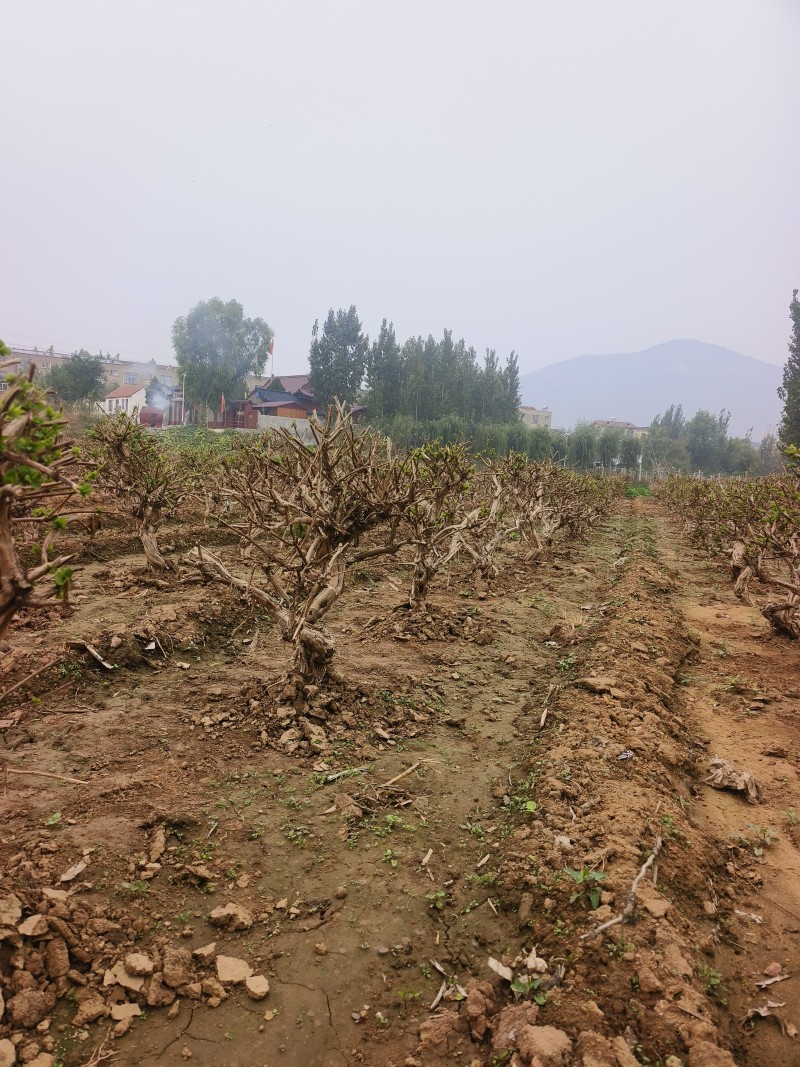 金银花老桩树苗基地直发大货批发盆栽景观