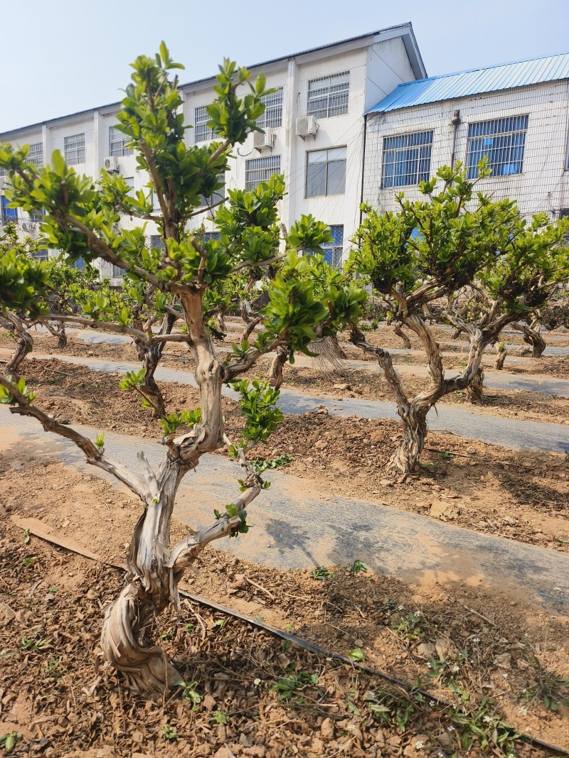 金银花老桩树苗基地直发大货批发盆栽景观