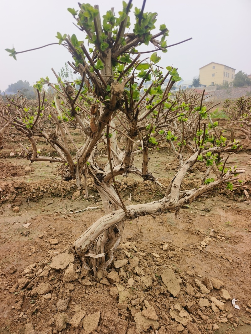 金银花老桩树苗基地直发大货批发盆栽景观